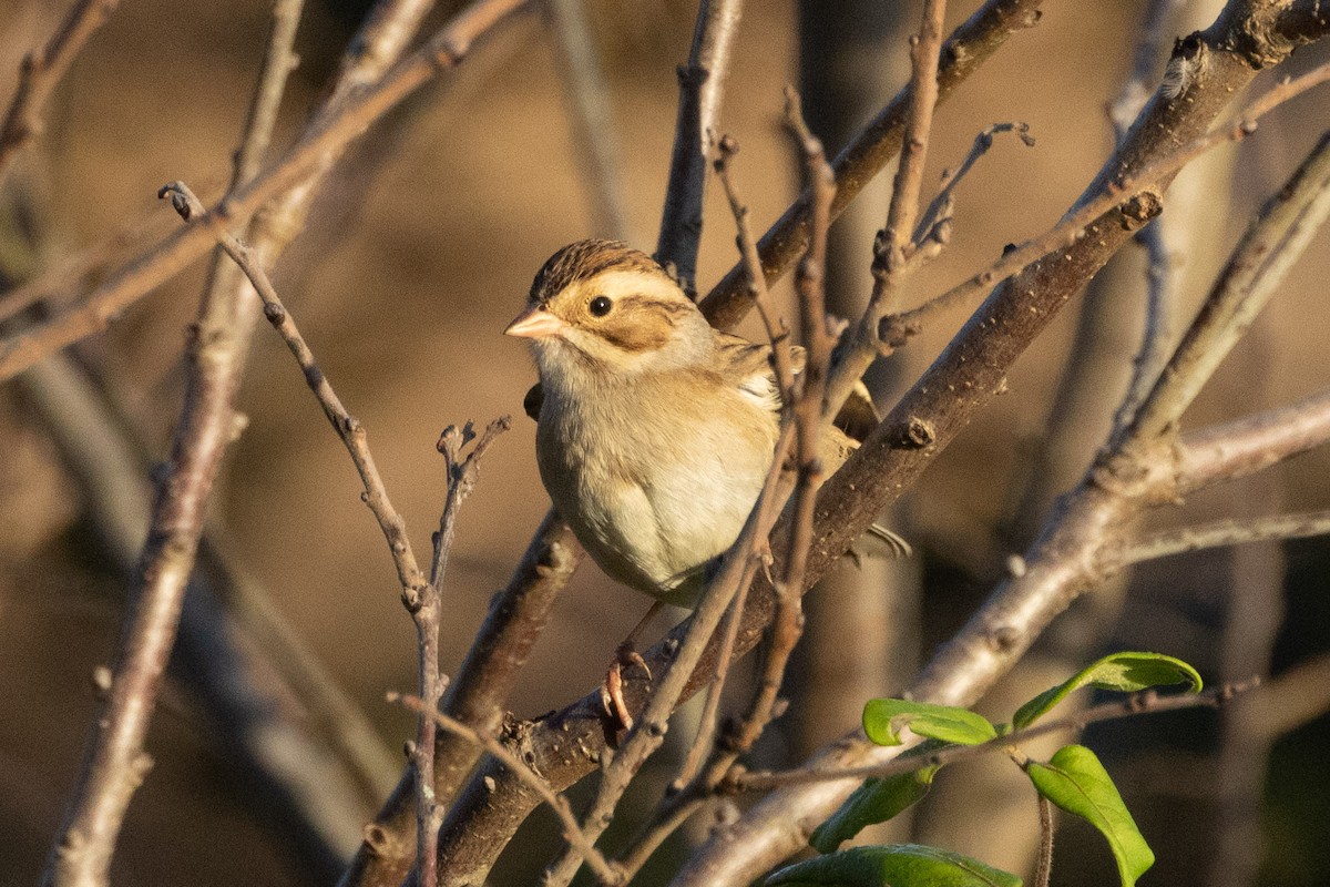 Clay-colored Sparrow - ML643087859