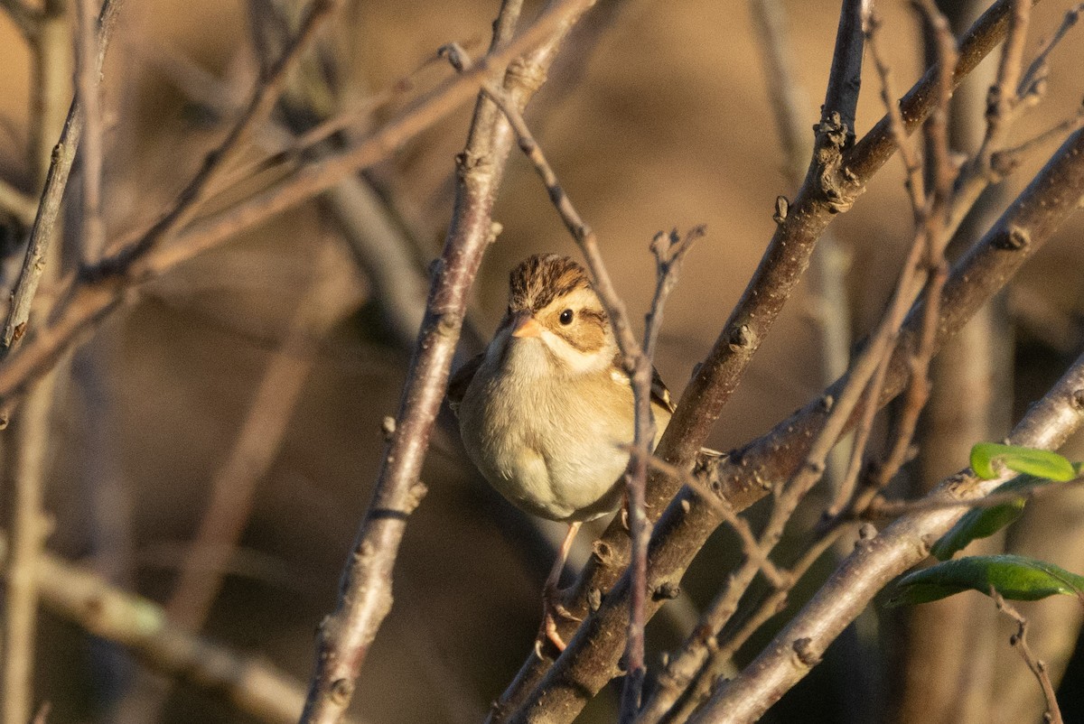 Clay-colored Sparrow - ML643087860