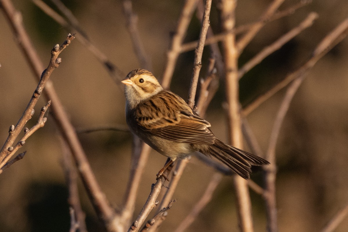 Clay-colored Sparrow - ML643087861