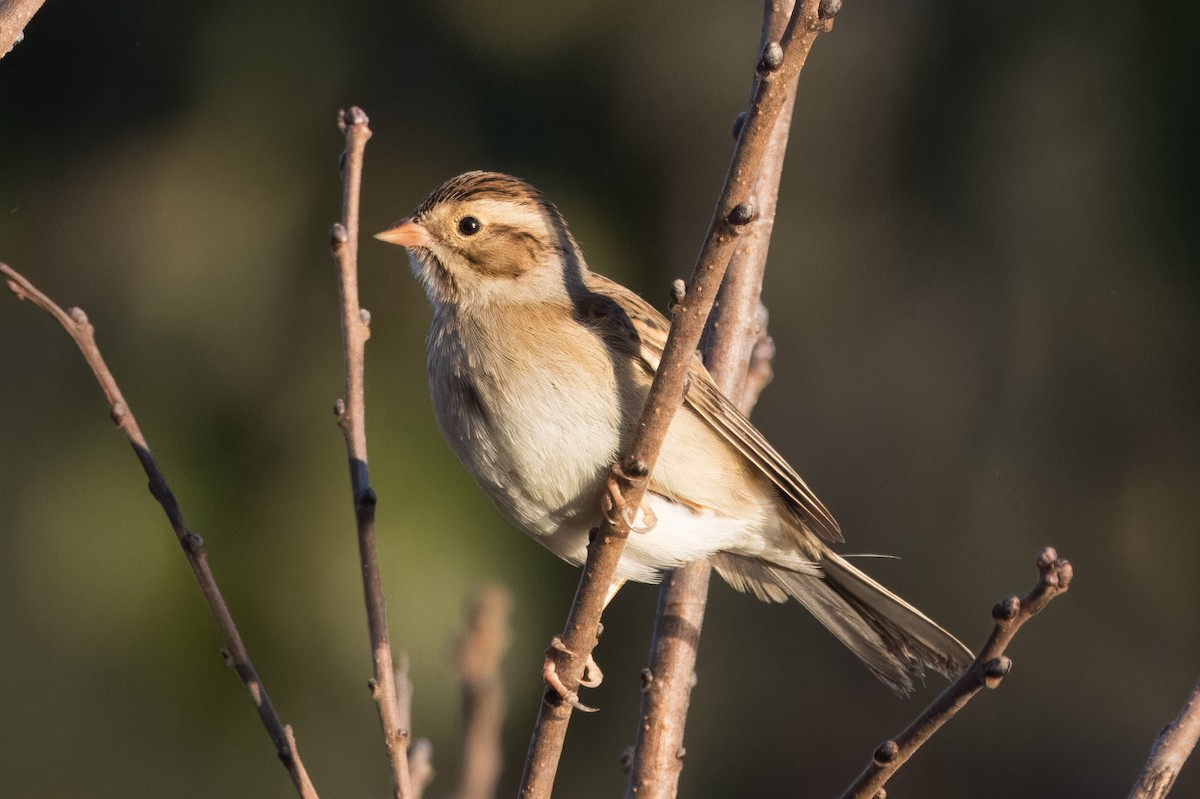 Clay-colored Sparrow - ML643087862