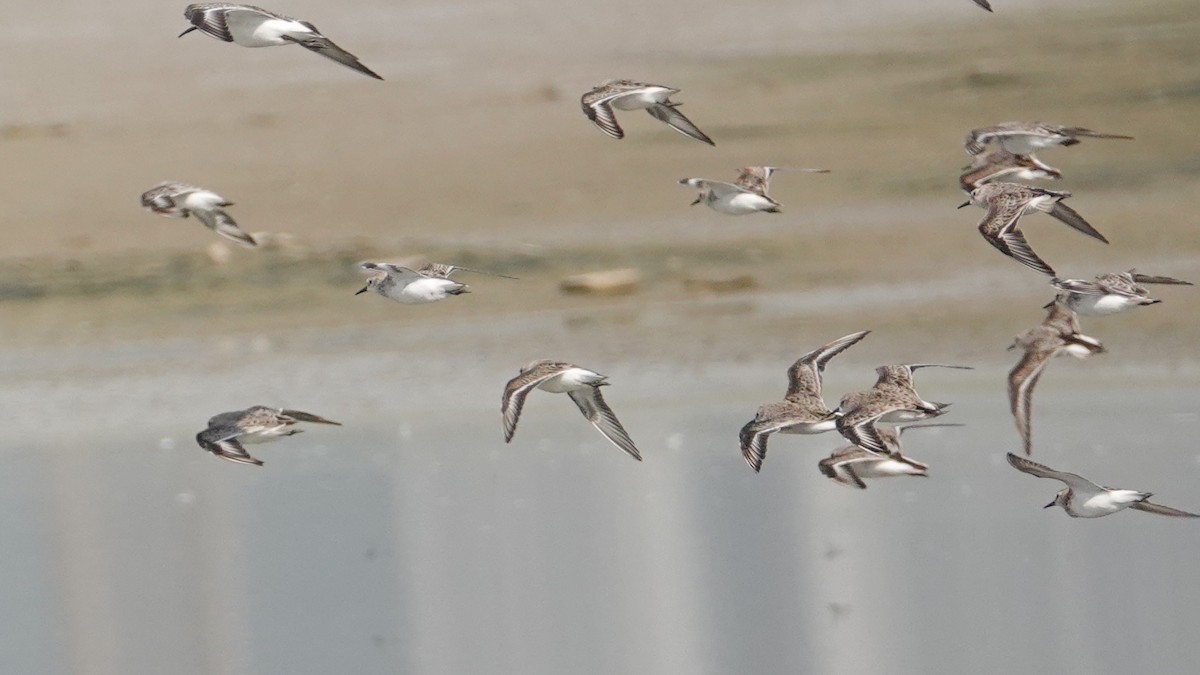 Little Stint - ML643087863