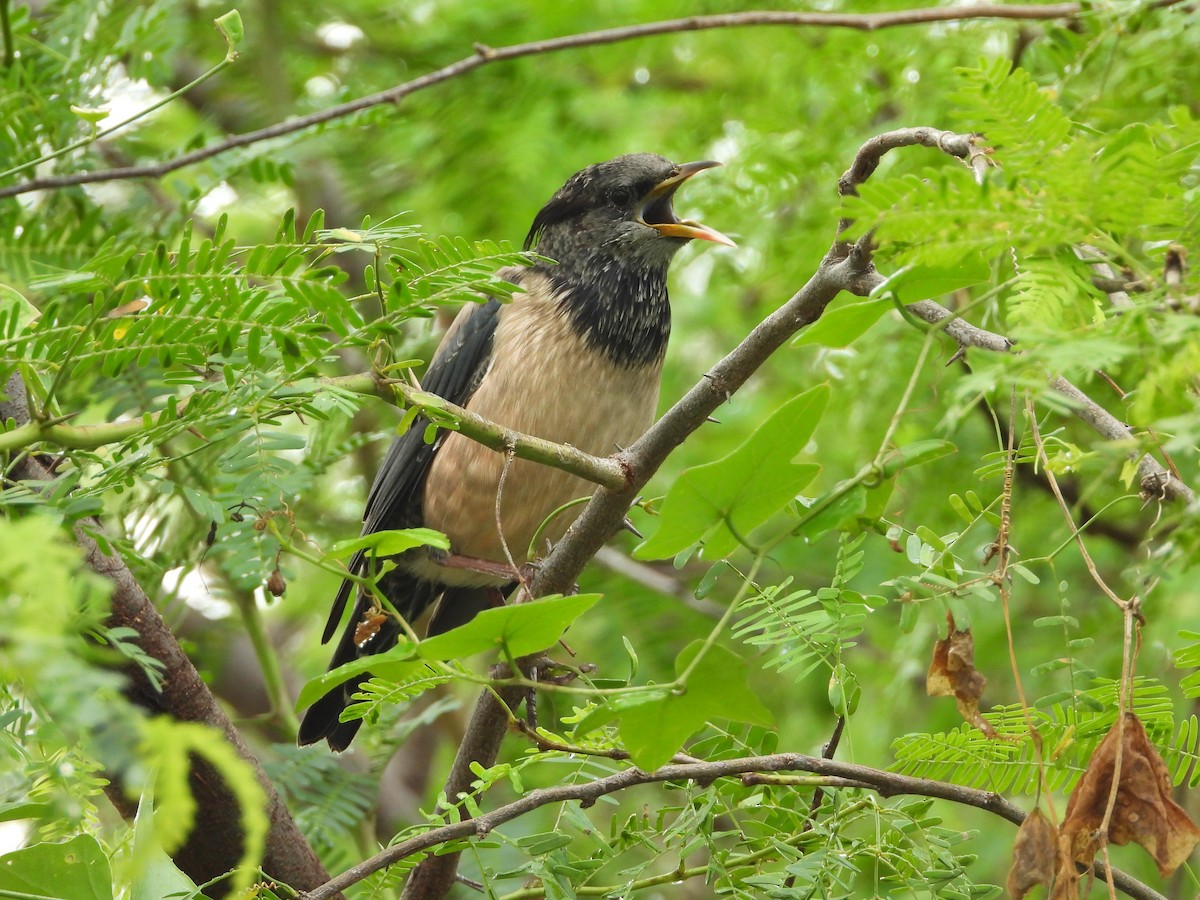 粉紅椋鳥 - ML643087870