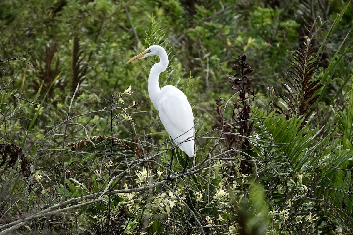 Great Egret - ML643087874