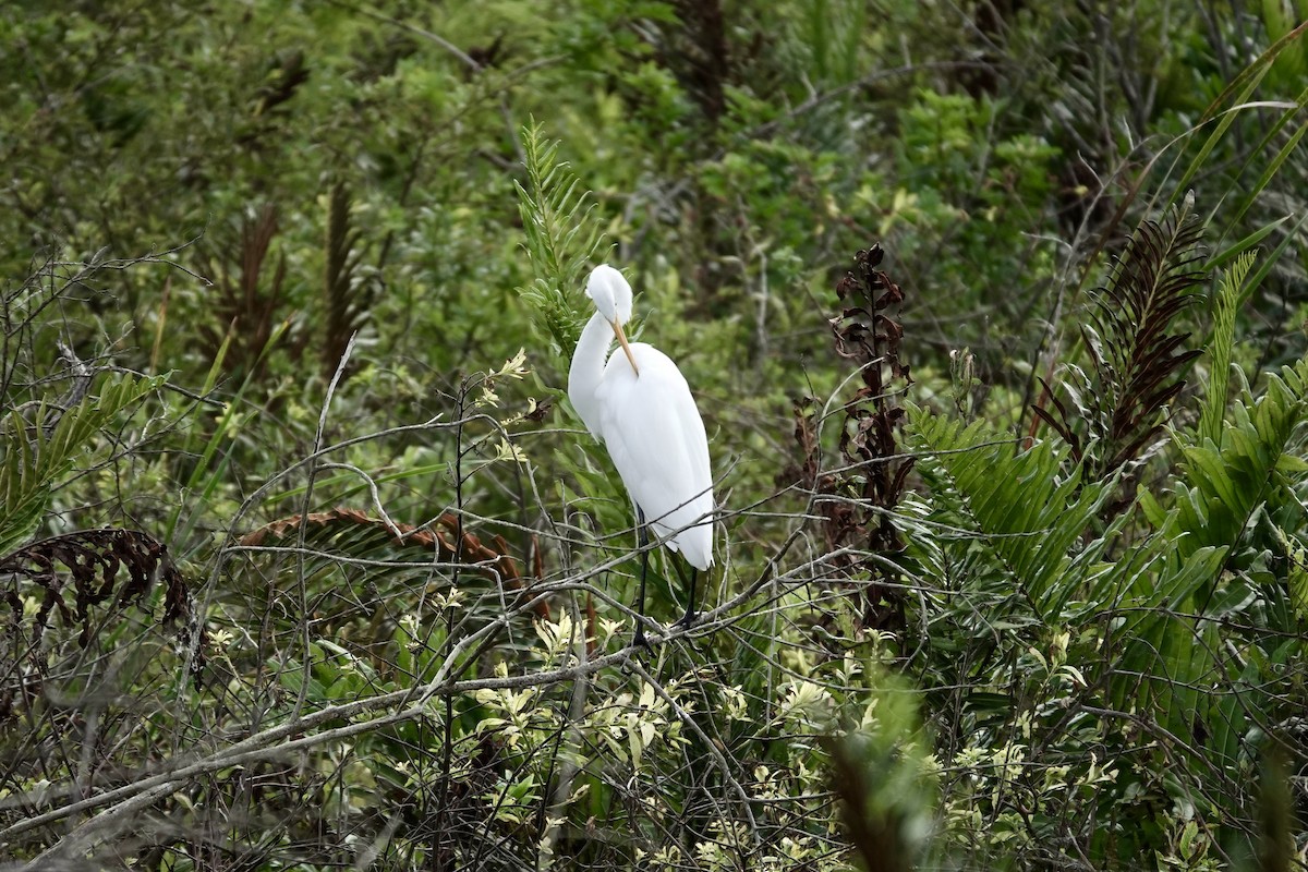 Great Egret - ML643087877