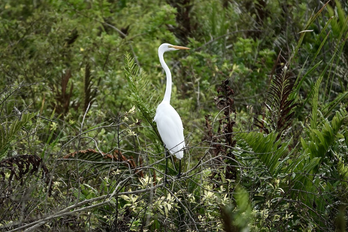 Great Egret - ML643087878