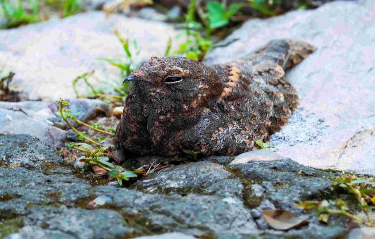 Savanna Nightjar - ML643087883