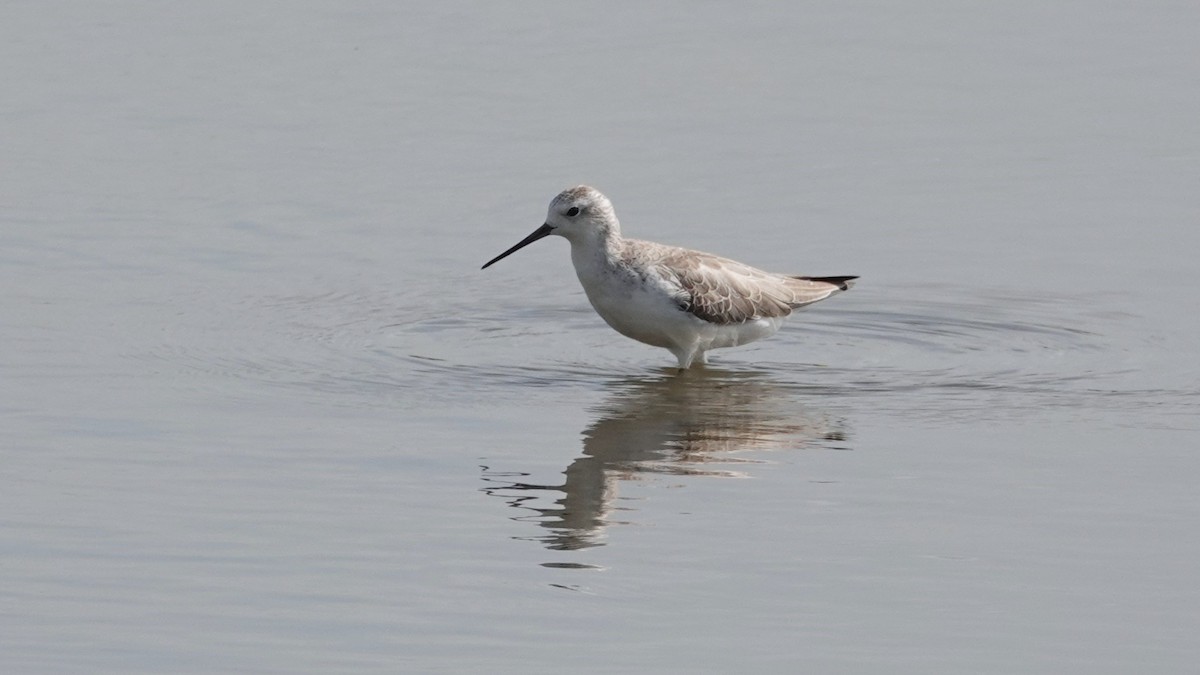 Marsh Sandpiper - ML643087884