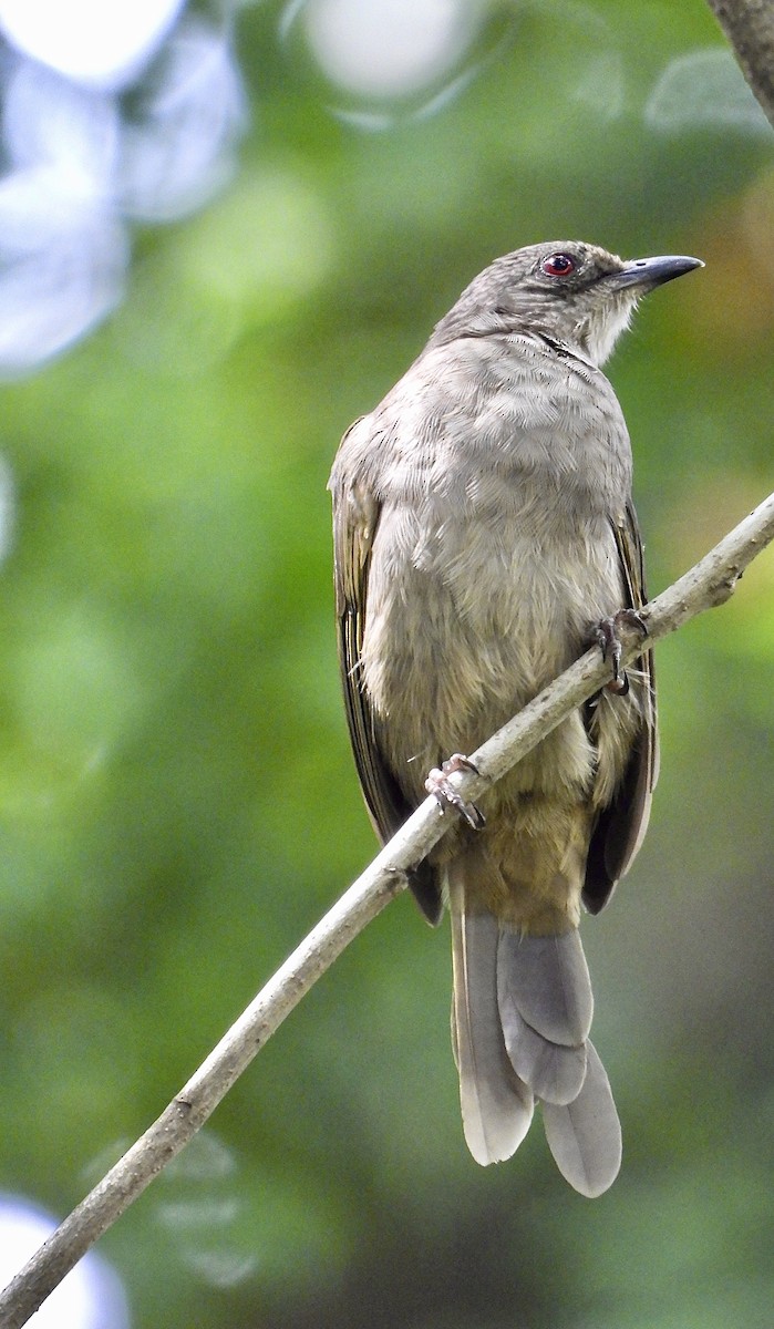 Olive-winged Bulbul - ML643087885