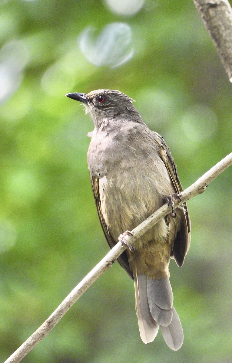 Olive-winged Bulbul - ML643087886