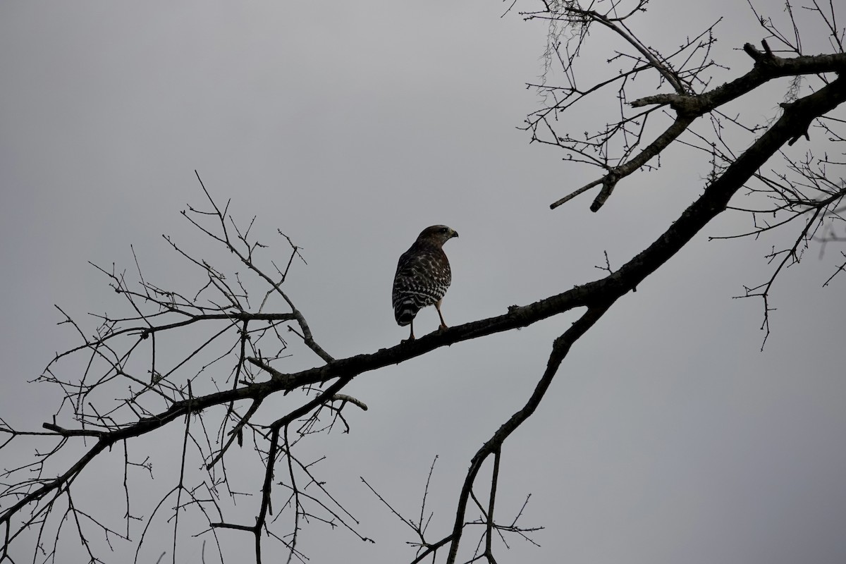 Red-shouldered Hawk - ML643087888