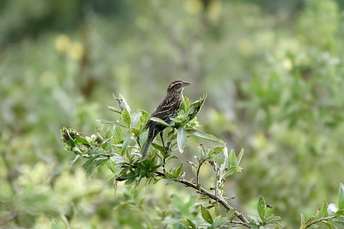 Red-winged Blackbird - ML643087895