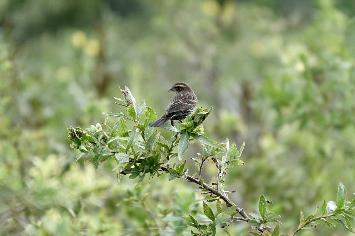 Red-winged Blackbird - ML643087896