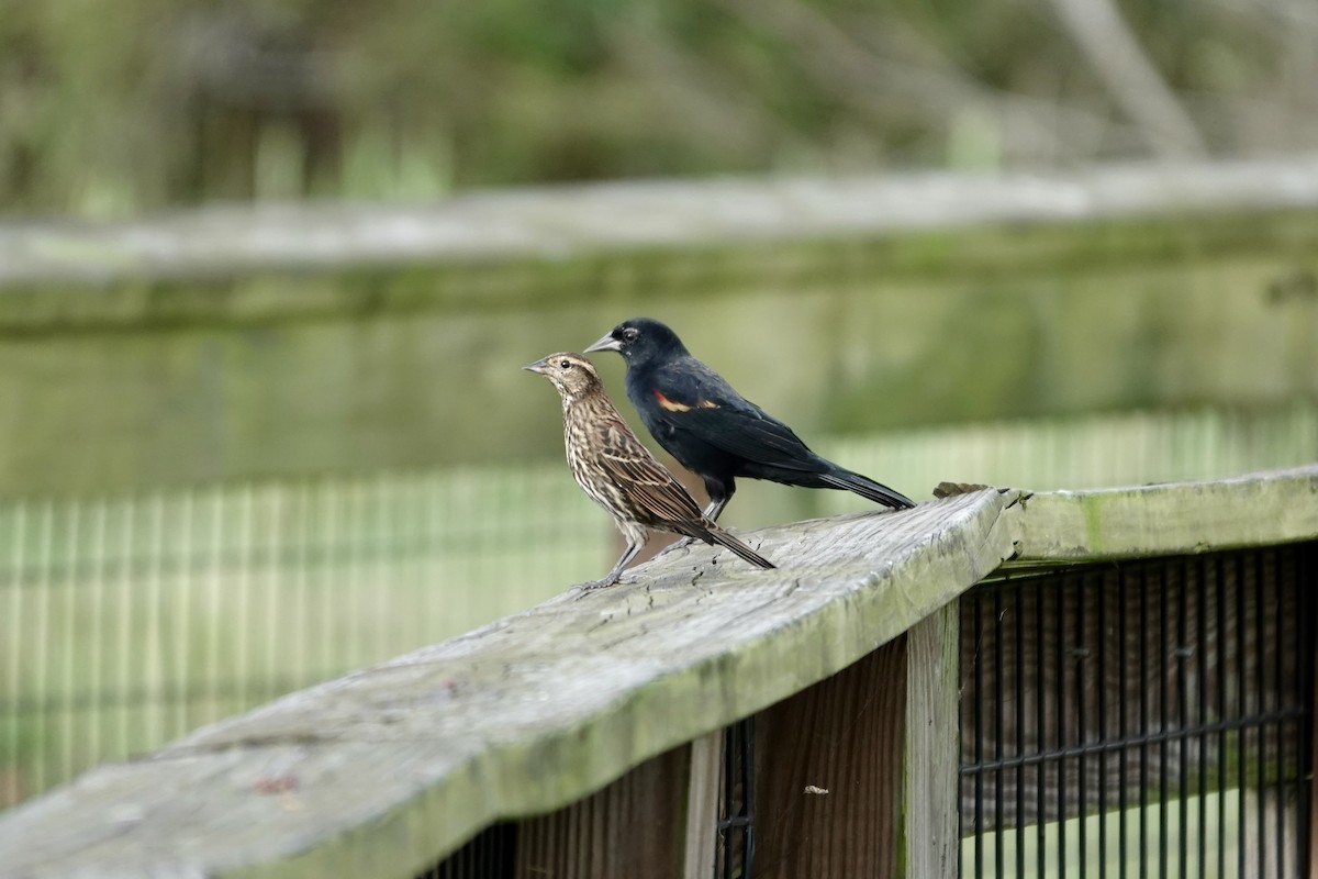 Red-winged Blackbird - ML643087897