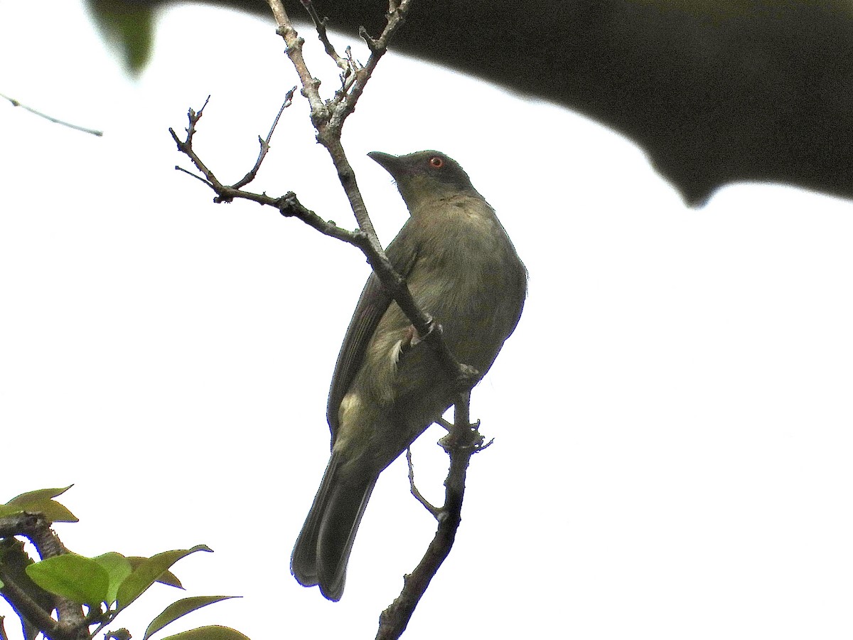 Bulbul Ojirrojo - ML643087900