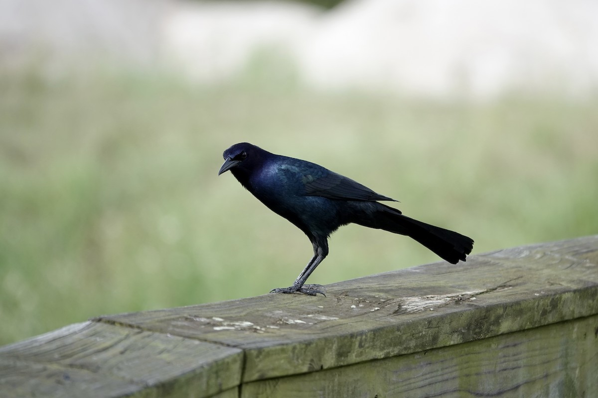 Boat-tailed Grackle - ML643087910