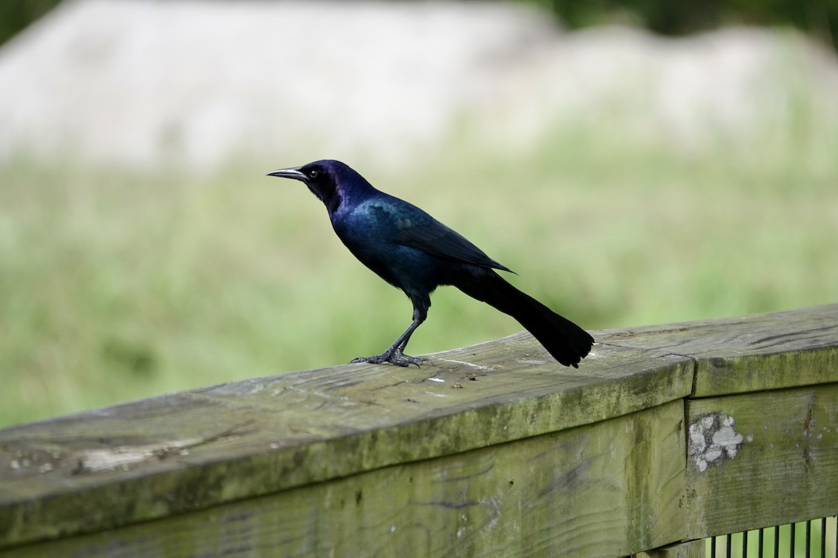 Boat-tailed Grackle - ML643087911