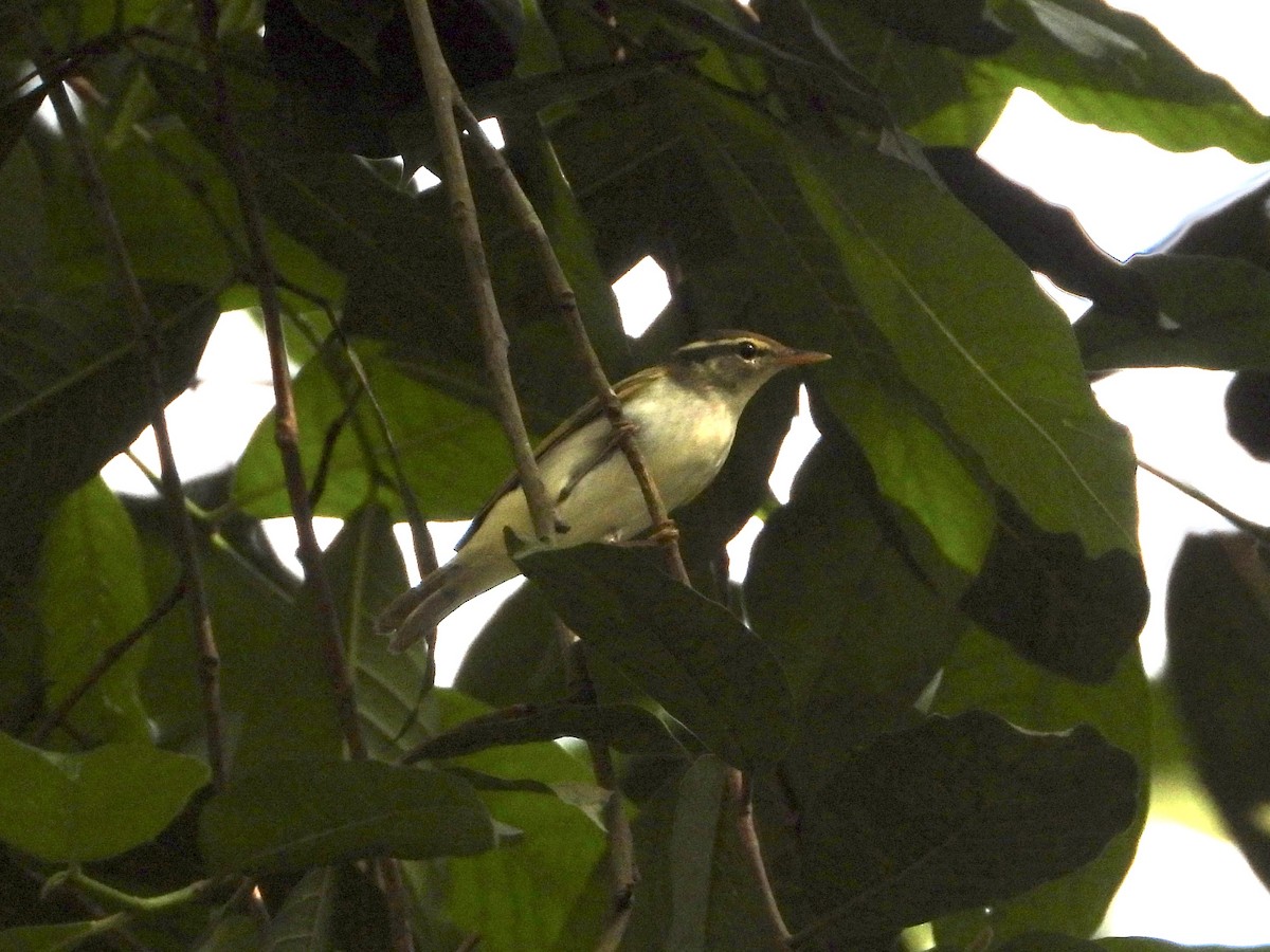 Eastern Crowned Warbler - ML643087919