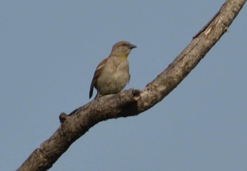 Yellow-throated Sparrow - ML643087929