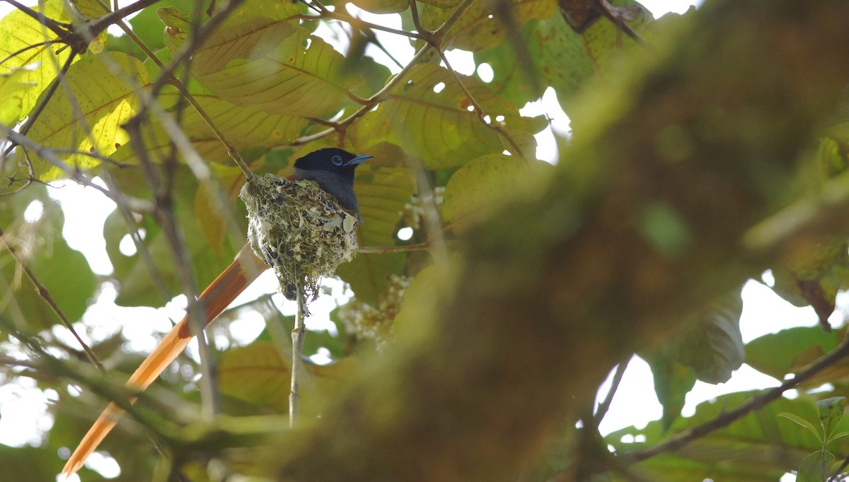 African Paradise-Flycatcher - ML643087936