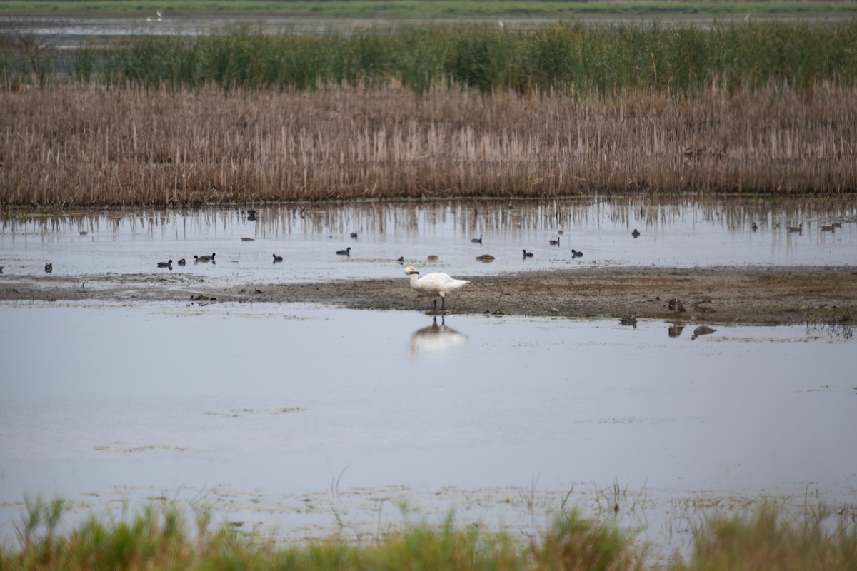 Cygne trompette - ML643087940