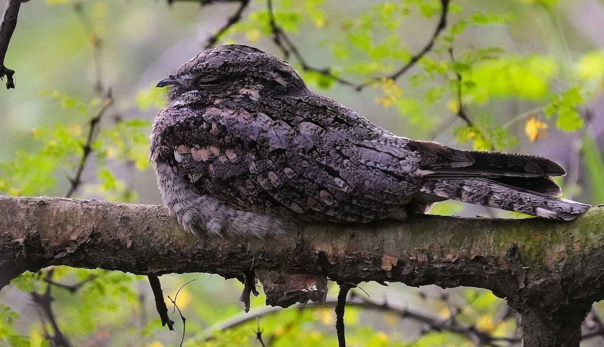 Jungle Nightjar - ML643087944