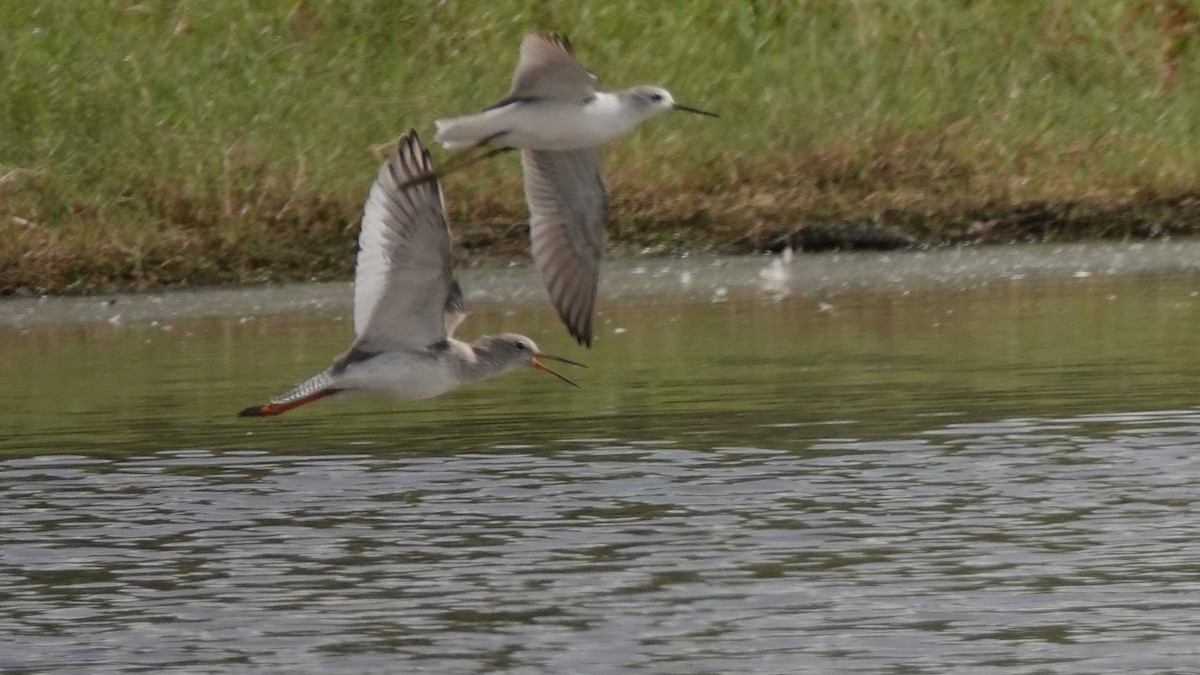 Marsh Sandpiper - ML643087973