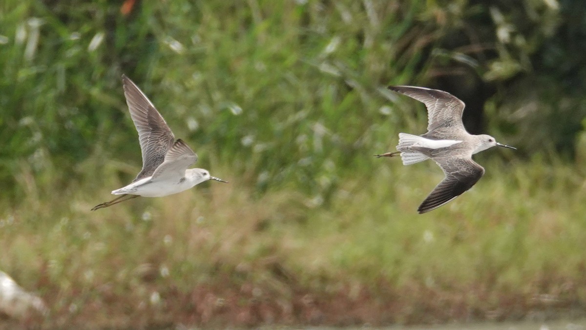 Marsh Sandpiper - ML643087974