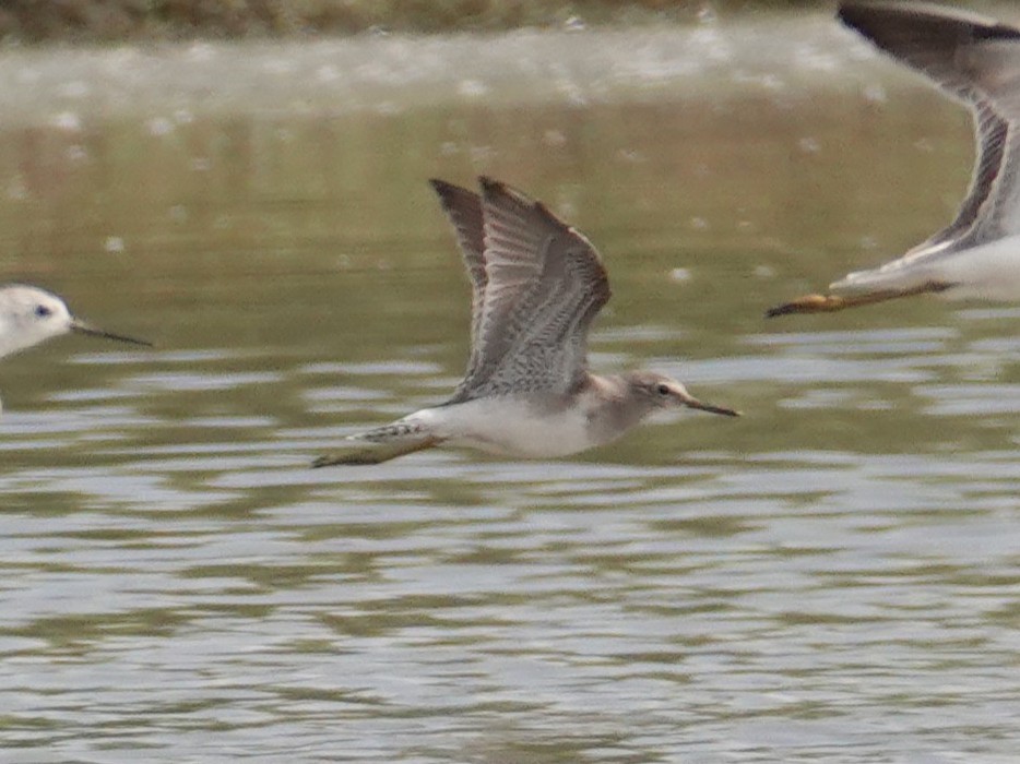Wood Sandpiper - ML643087977