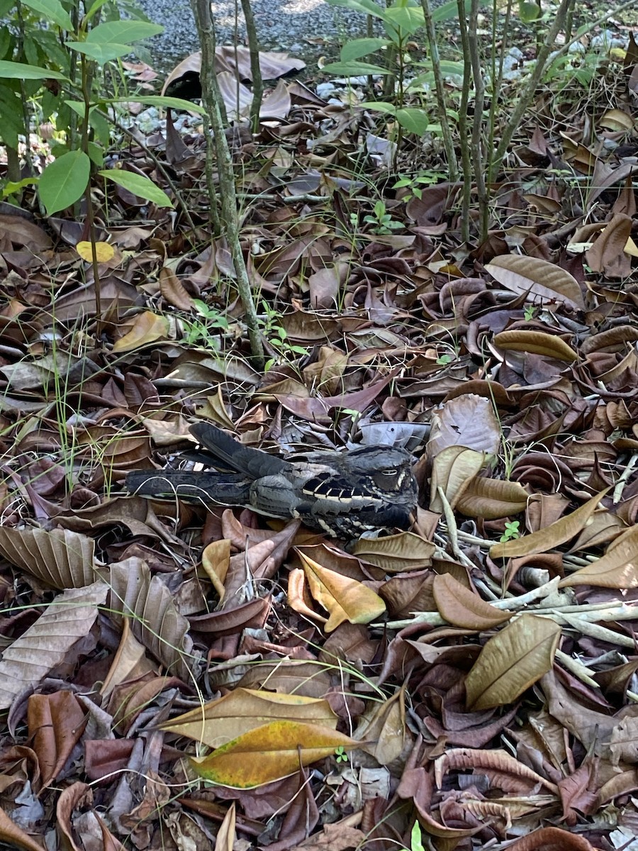 Large-tailed Nightjar - ML643087978