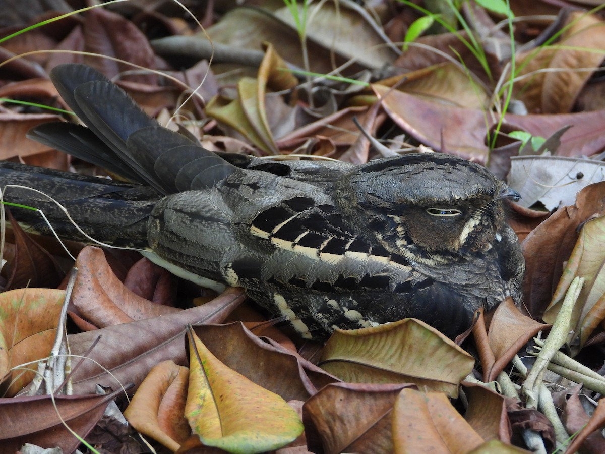 Large-tailed Nightjar - ML643087979