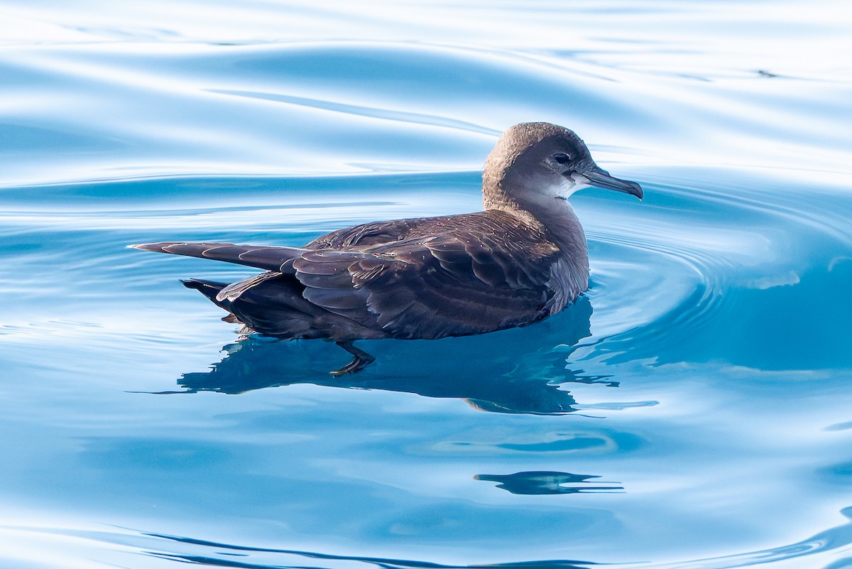 Short-tailed Shearwater - ML643087986