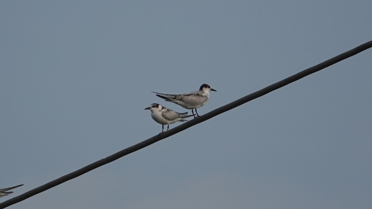 Whiskered Tern - ML643088001
