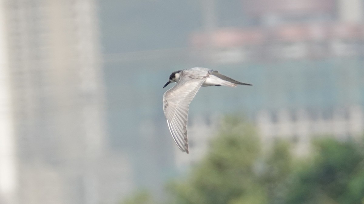 Whiskered Tern - ML643088002