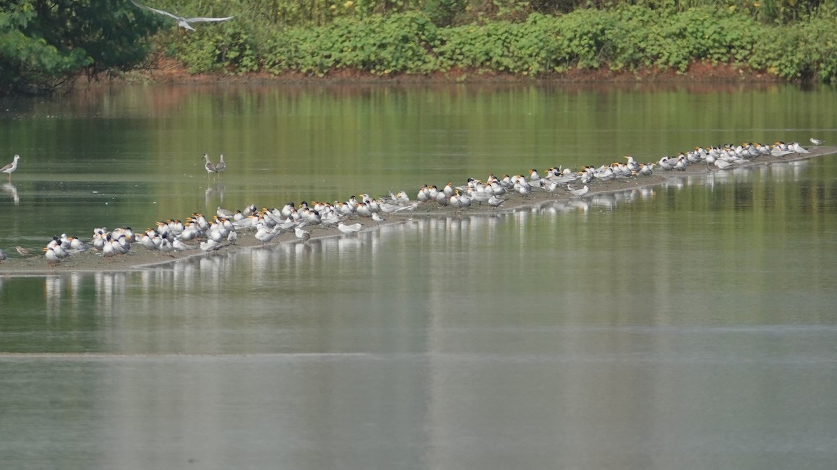 River Tern - ML643088004