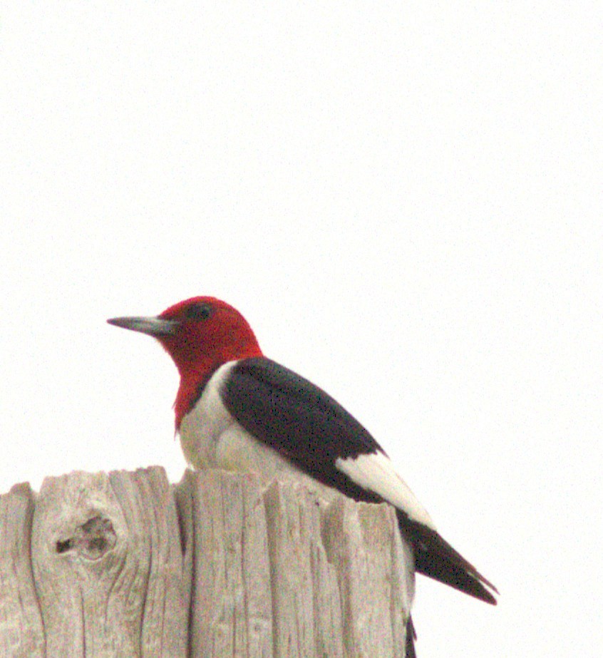 Red-headed Woodpecker - ML643088005