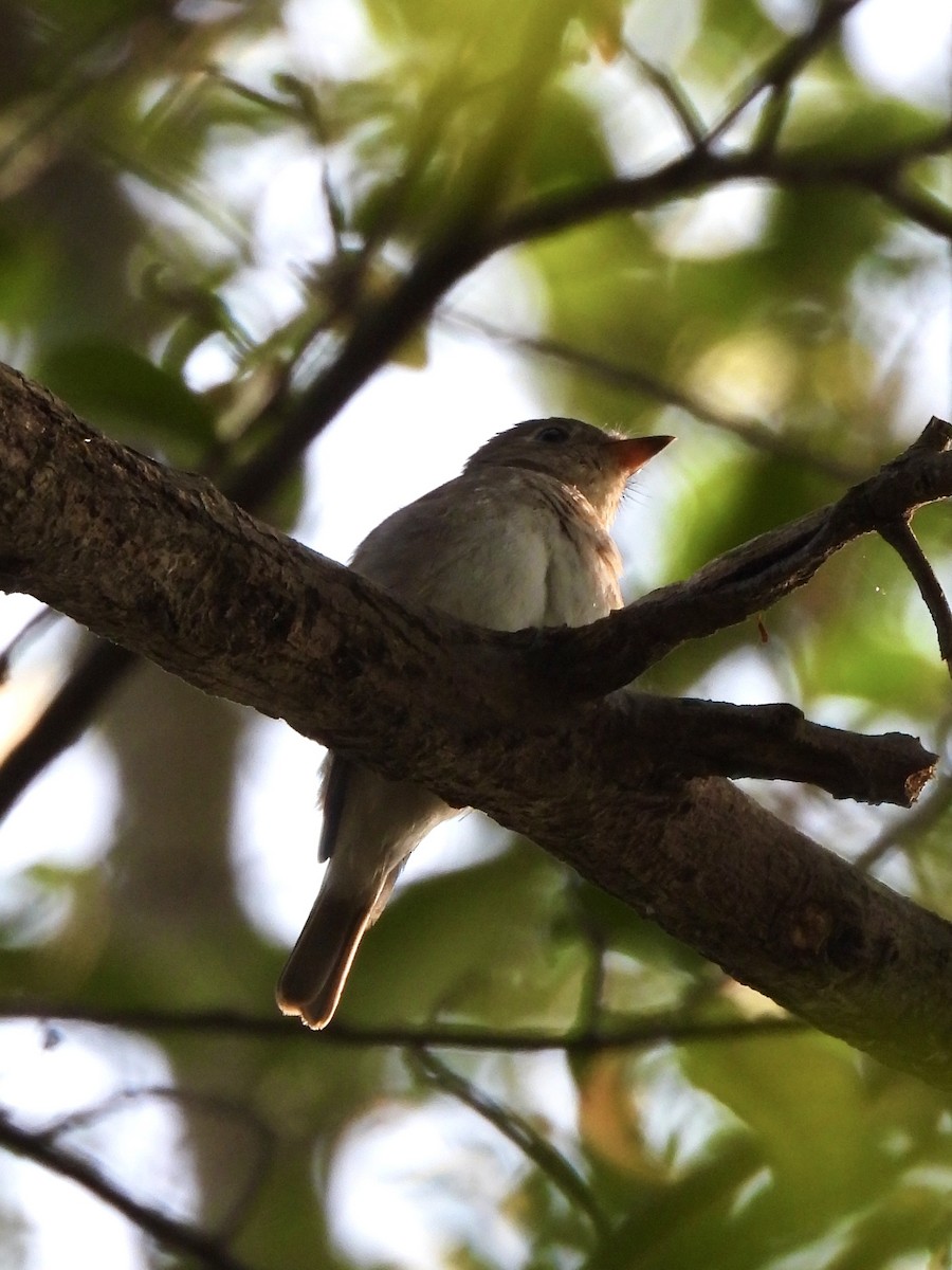 Brown-streaked Flycatcher - ML643088009