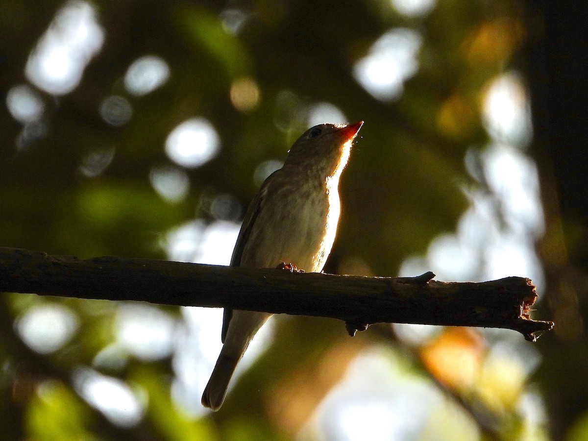 Brown-streaked Flycatcher - ML643088010