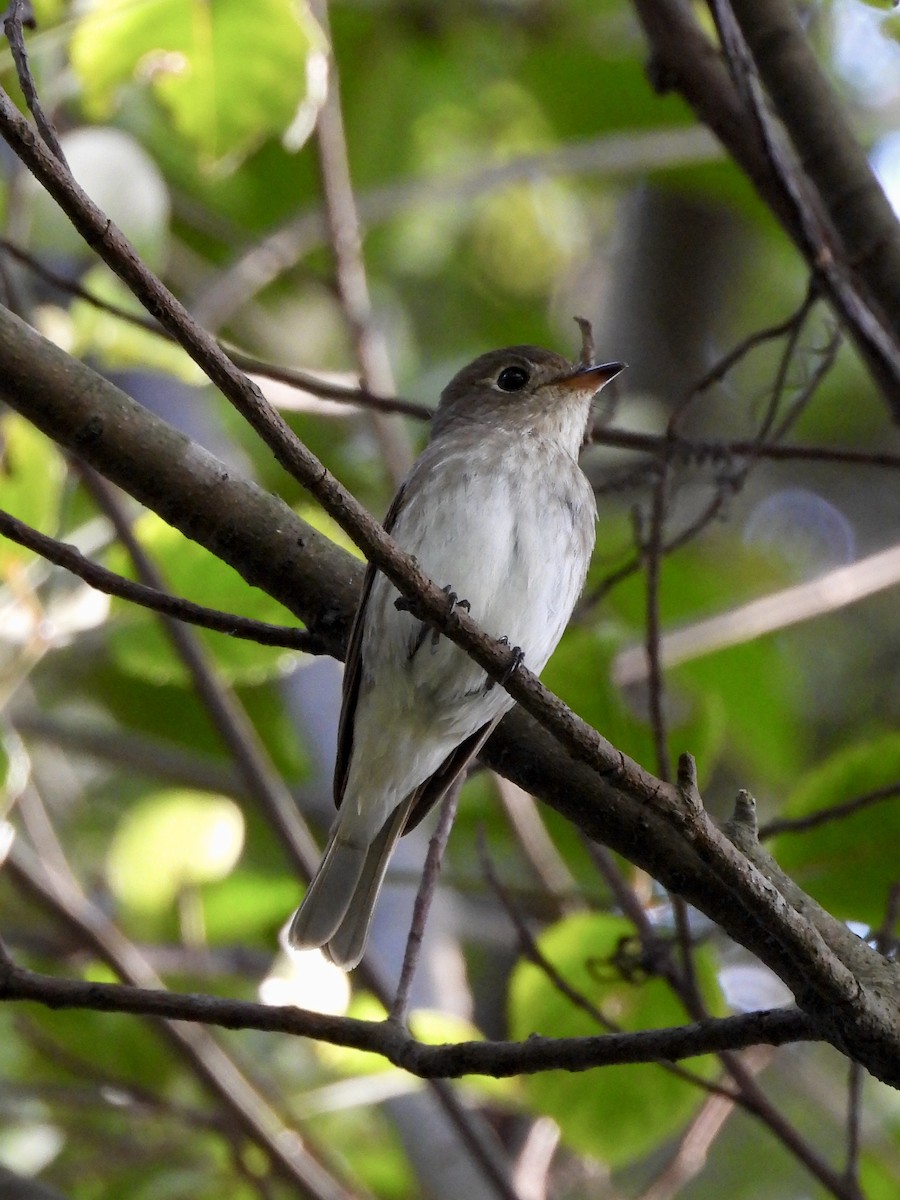 Brown-streaked Flycatcher - ML643088011