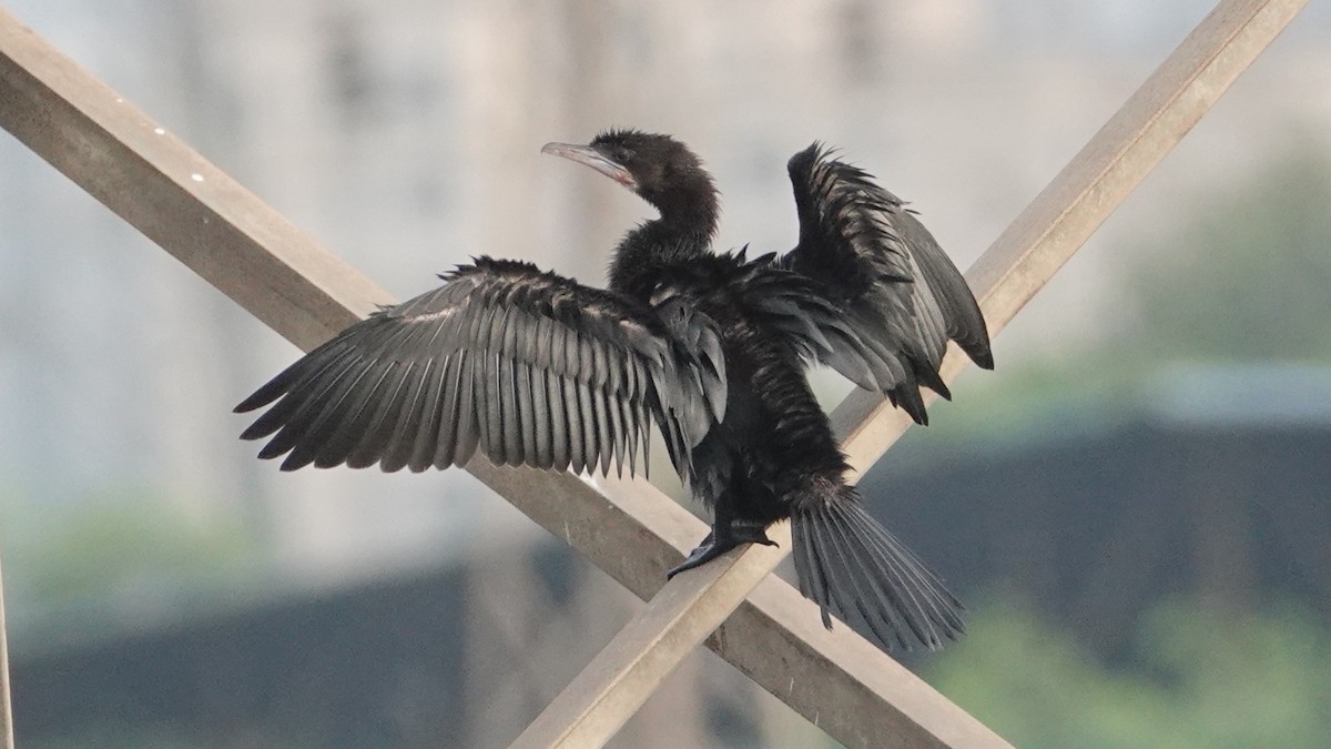 Little Cormorant - ML643088013