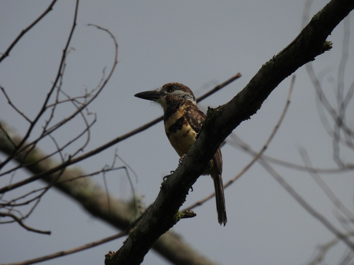 Two-banded Puffbird - ML643088015