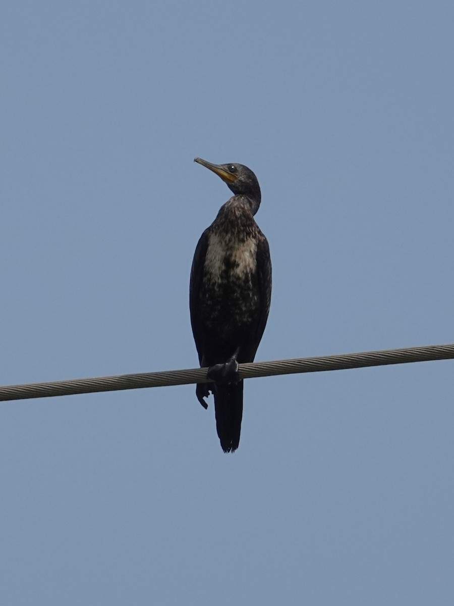 Indian Cormorant - ML643088016
