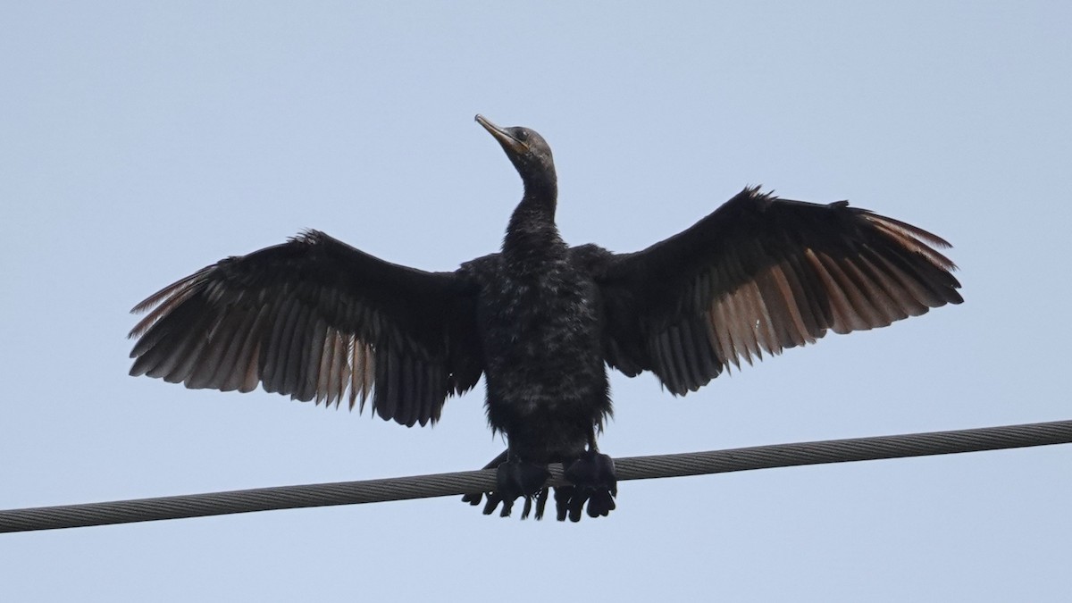 Indian Cormorant - ML643088017