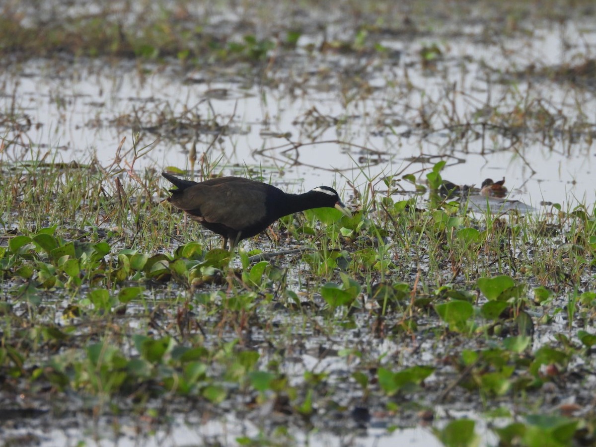 Bronze-winged Jacana - ML643088044