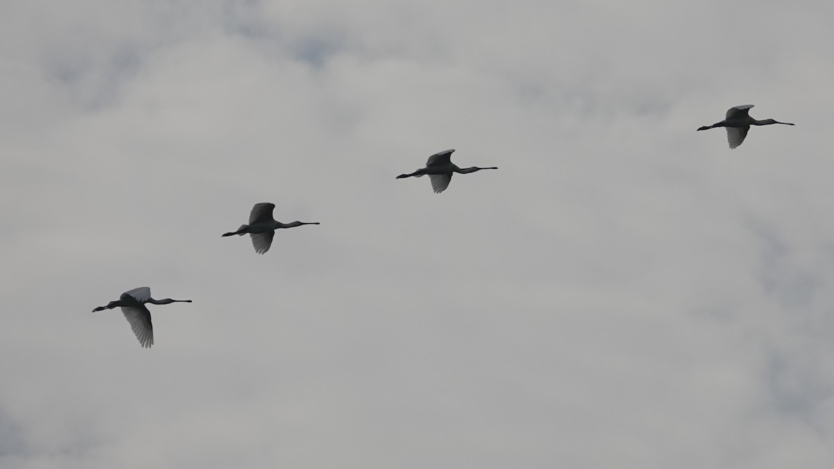 Eurasian Spoonbill - ML643088046