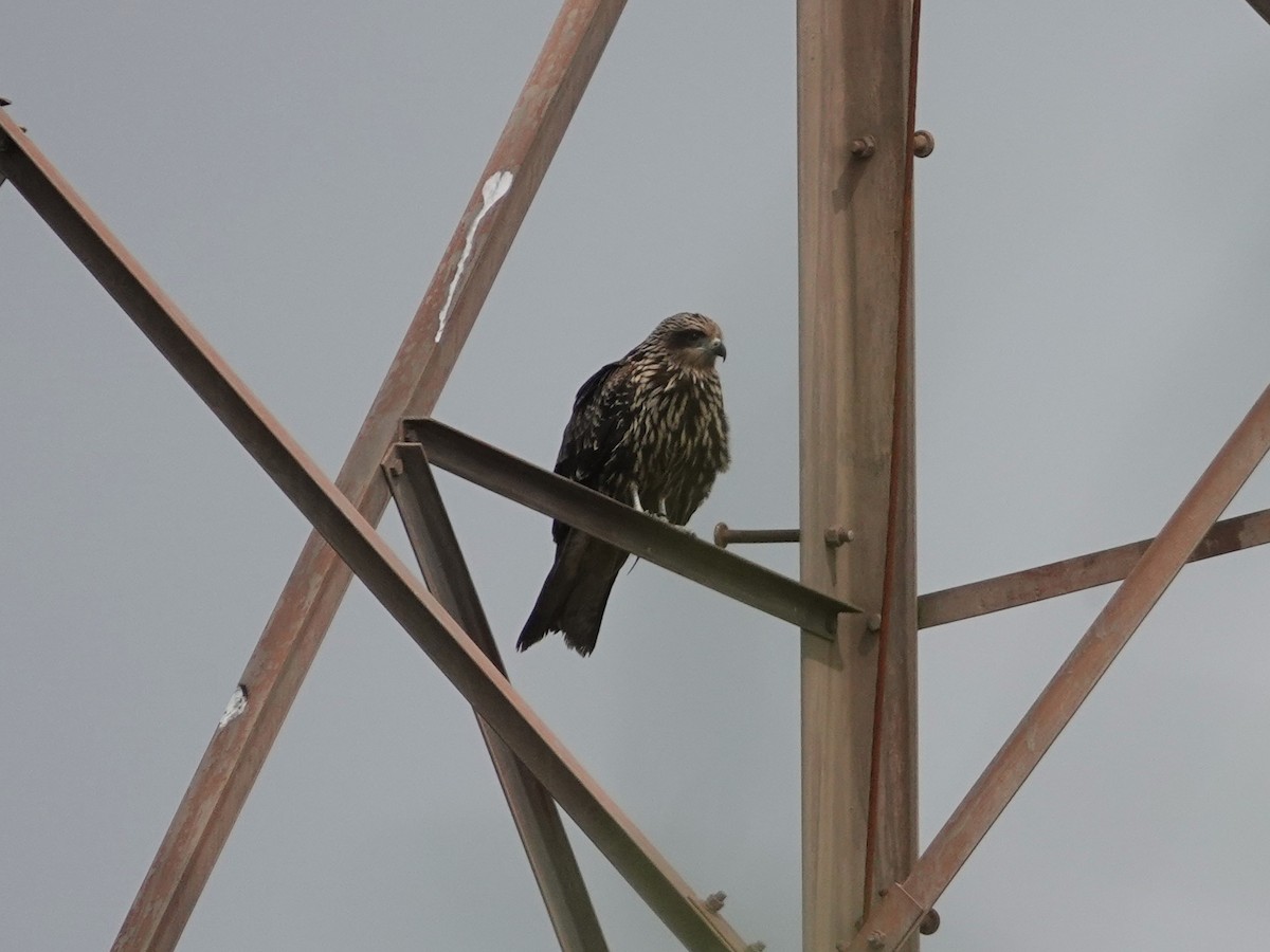 Black Kite (Black-eared) - ML643088048