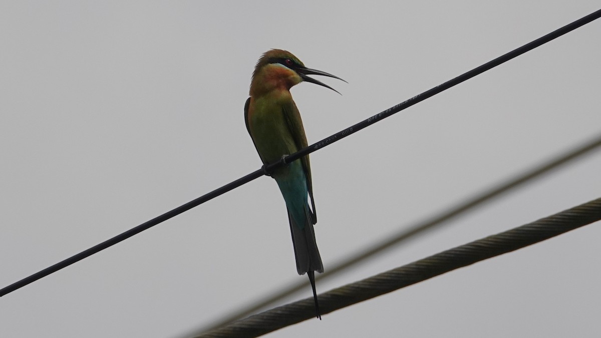 Blue-tailed Bee-eater - ML643088055