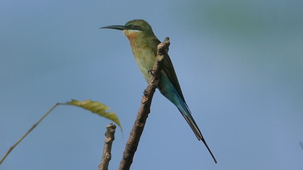 Blue-tailed Bee-eater - ML643088056