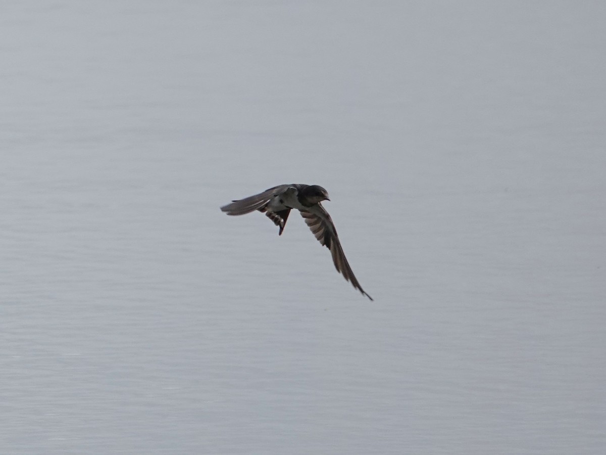 Barn Swallow - ML643088059