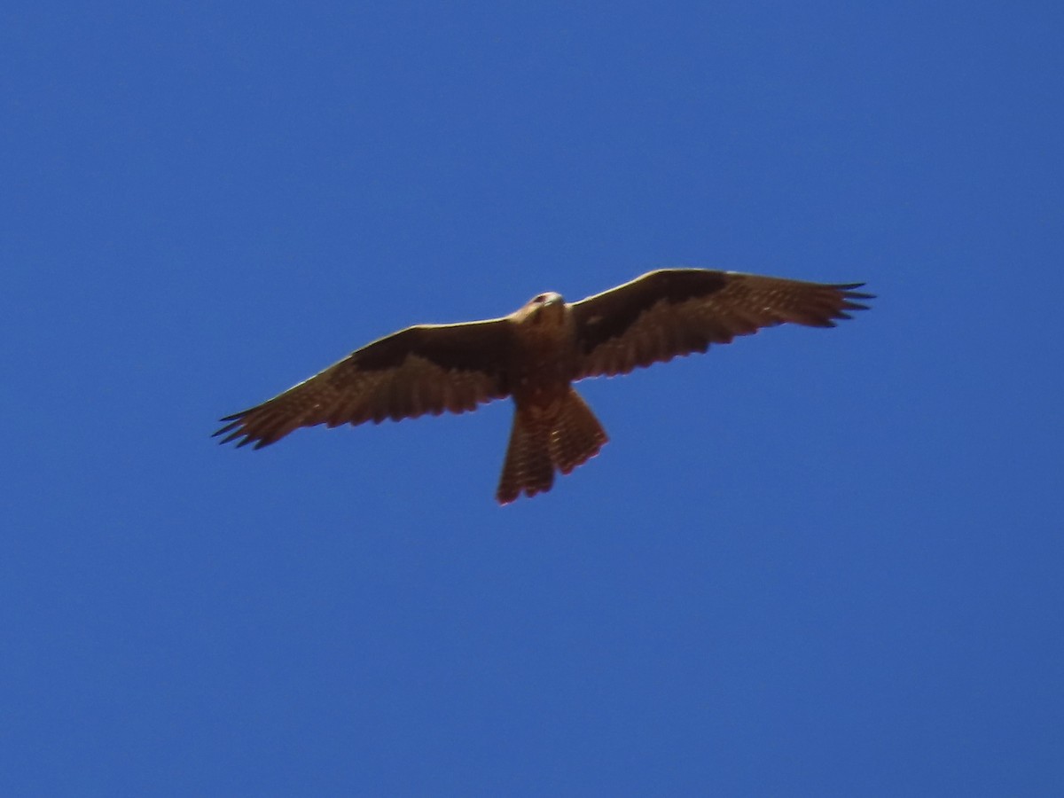 Brown Falcon - Alan  Troyer