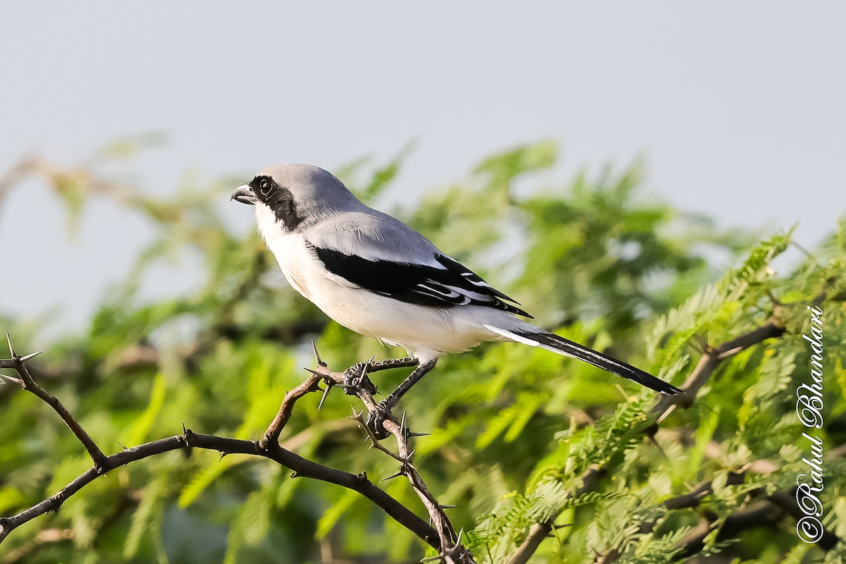 西方灰伯勞 - ML643088141